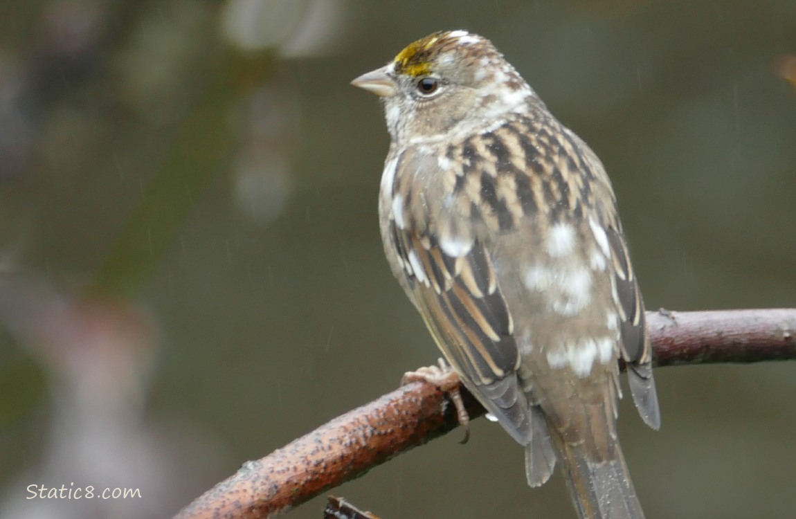 Sparrow with white patches standing on a leaning twig