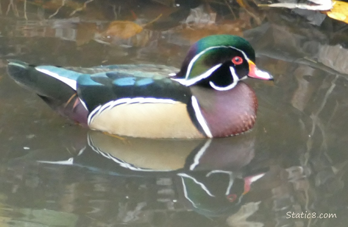 Male Wood Duck paddling on the water