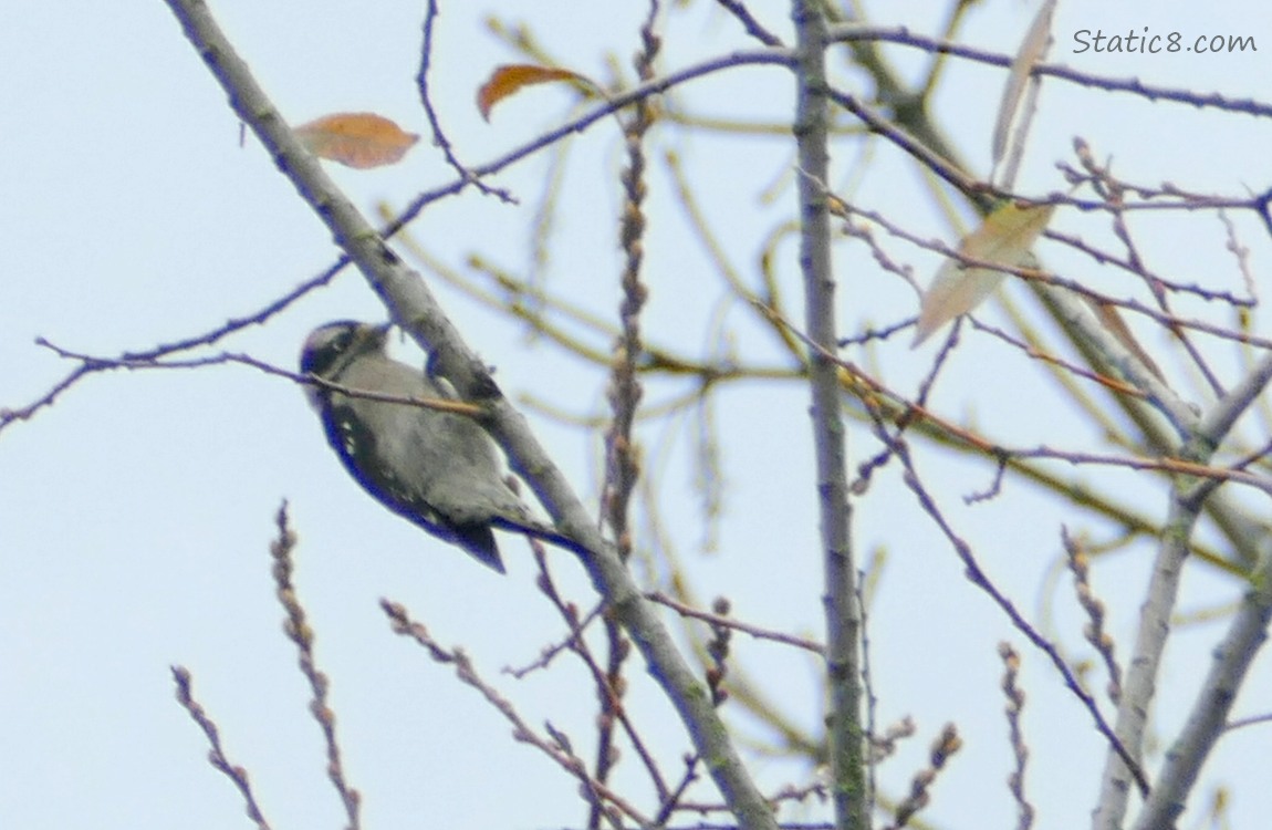 Downy Woodpecker hanging from a twig