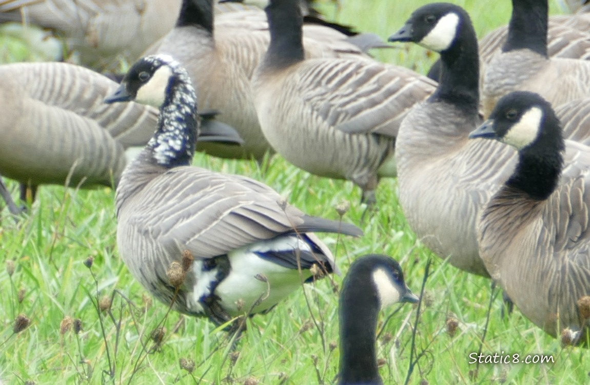 Cackling Goose with leucism