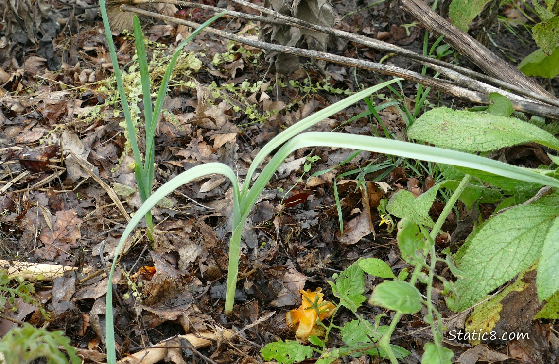Small Leeks growing in the ground