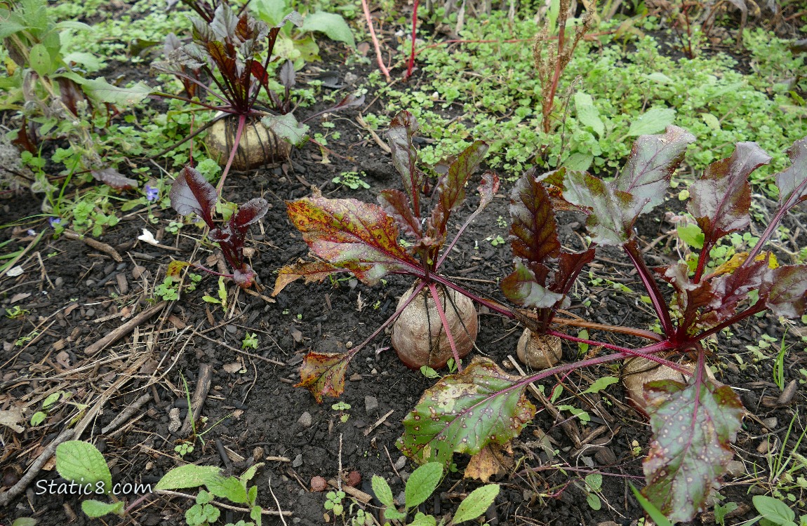 Beets growing in the dirt