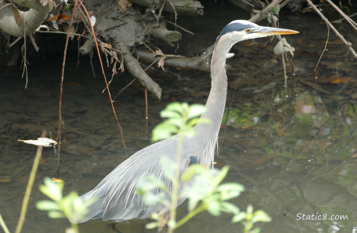 Great Blue Heron walking