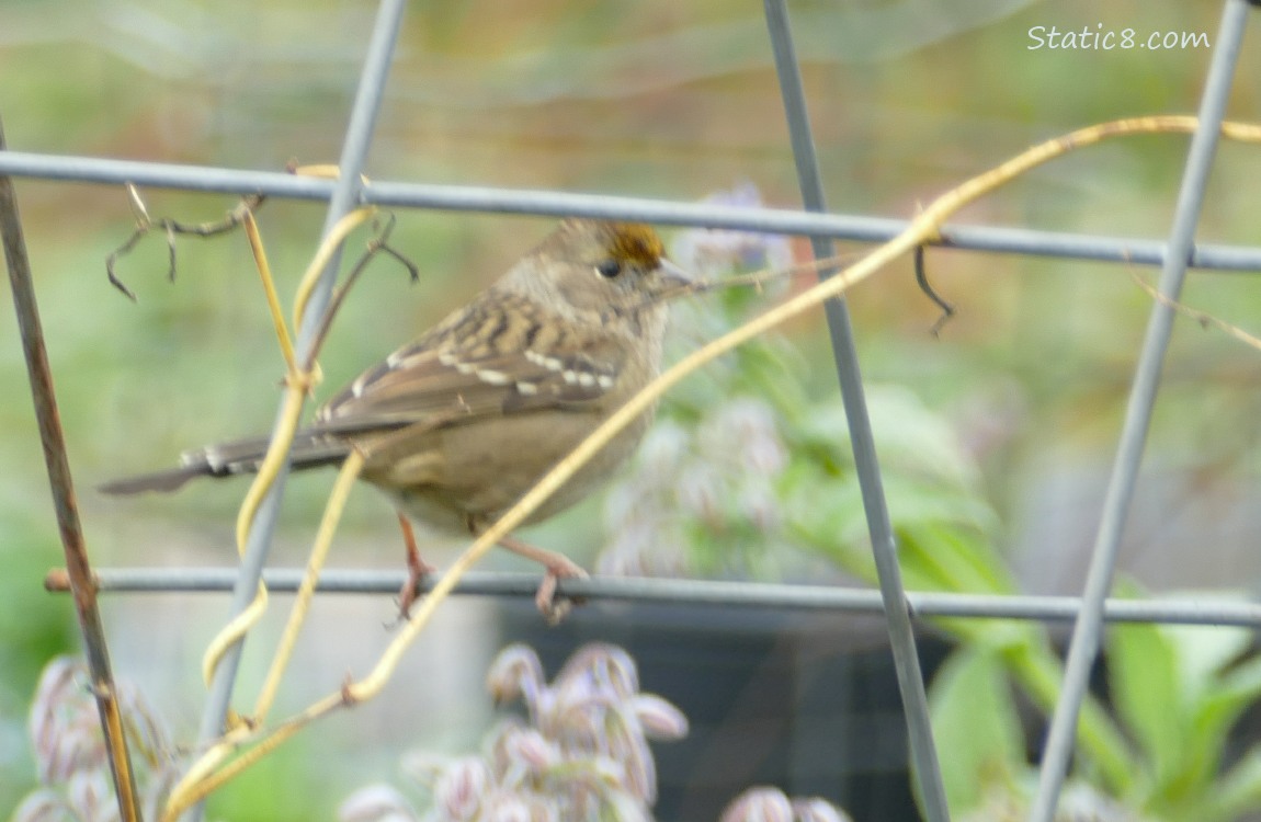 Golden Crown Sparrow standin on a wire trellis