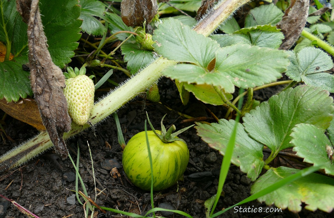 Green tomato and green strawberry fruits