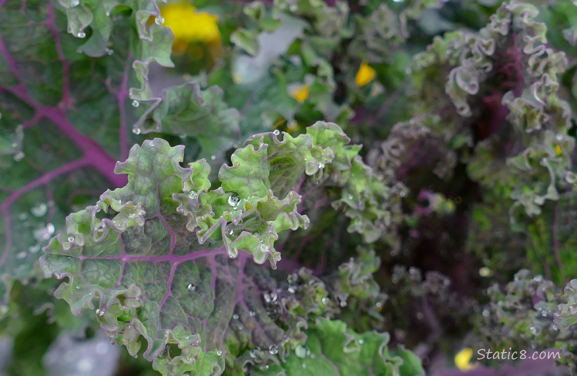 Kale with rain drops