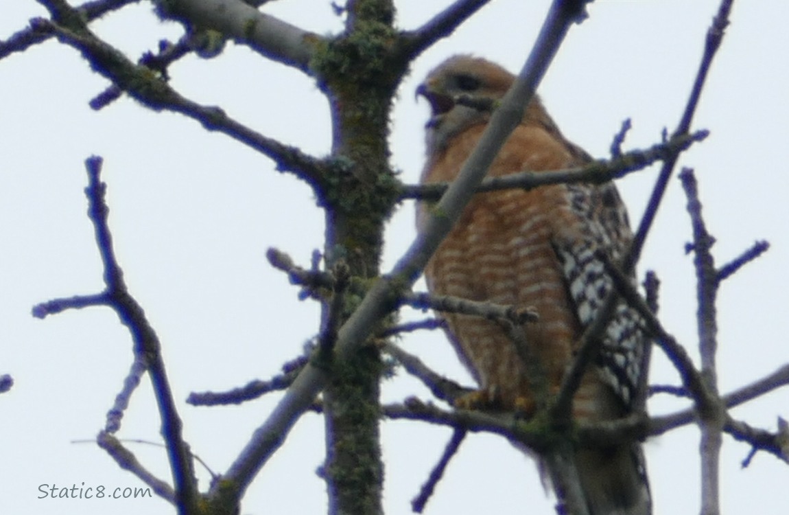 Red Shoulder Hawk standing in a tree