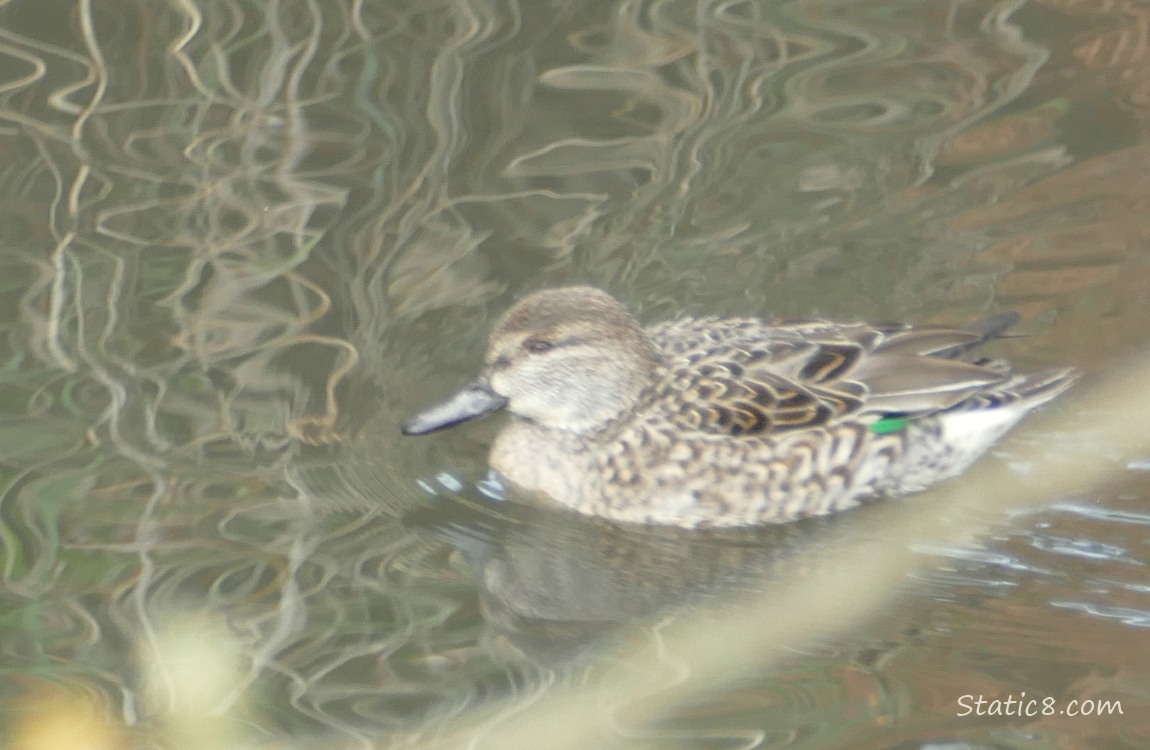 Female Teal paddling on the water