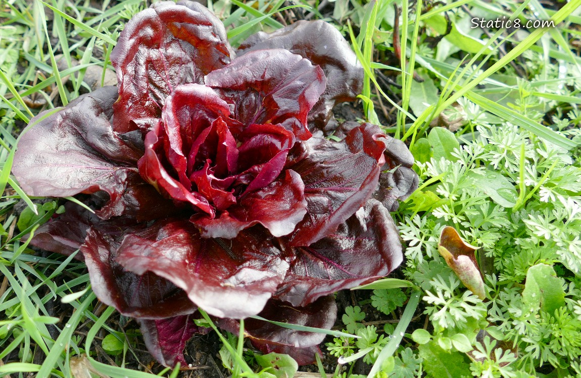 Dark red Lettuce growing in the grass