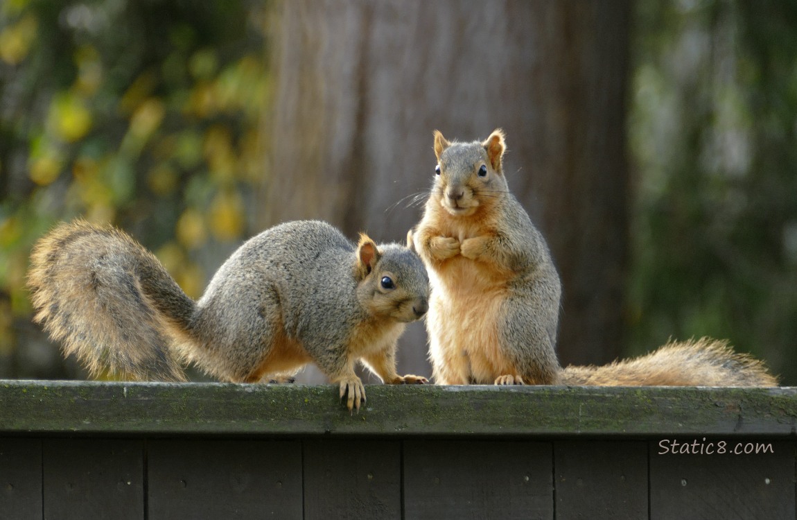 Two Squirrels standing on a wood fence