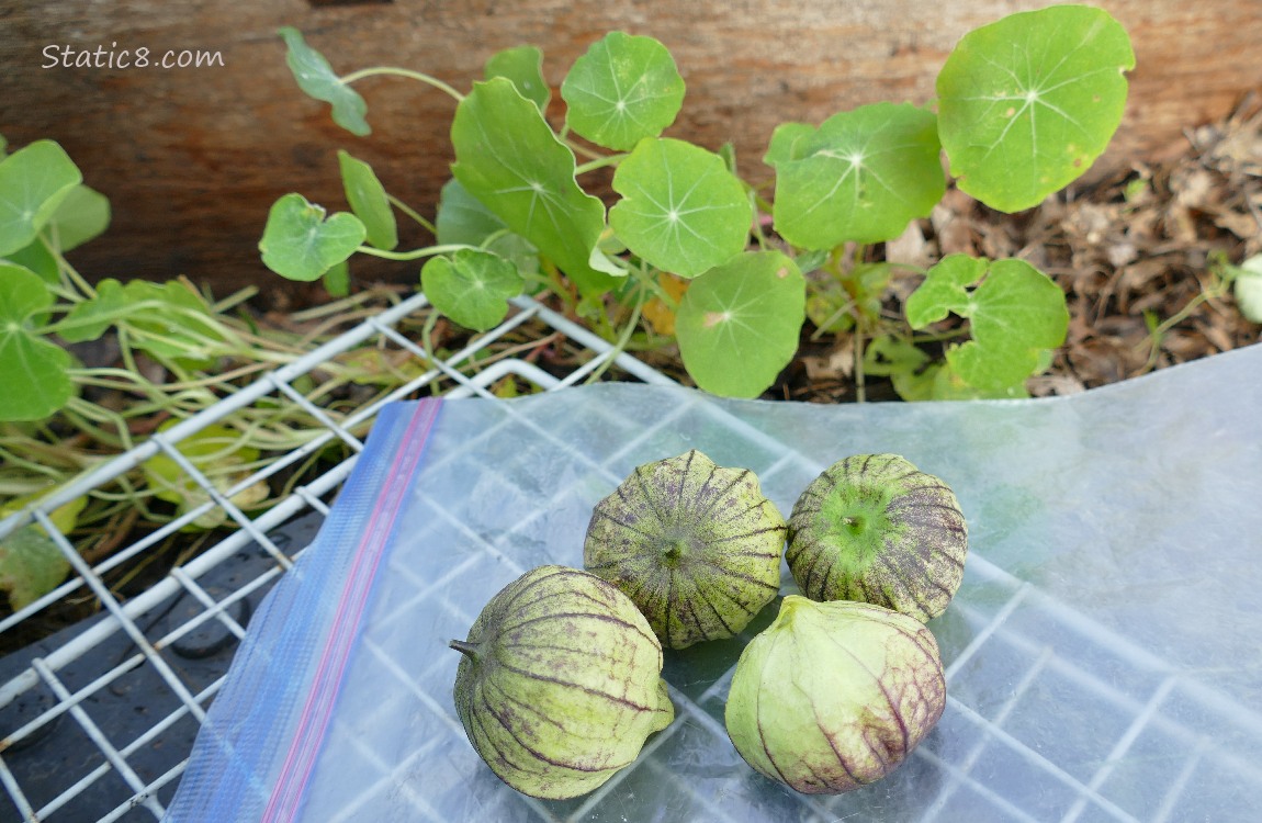 Harvested Tomatillos in front of some growing Nasturtium