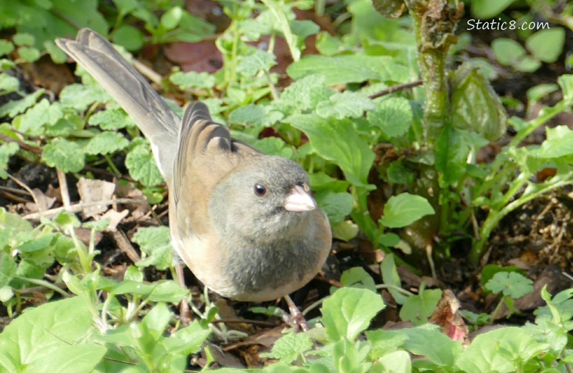 Female Junco standing in the weeds
