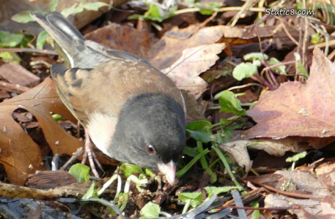 Male Junco looking for food