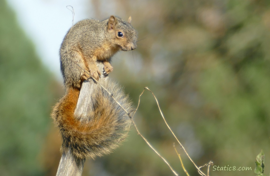 Squirrel standing at the top of a wood stake