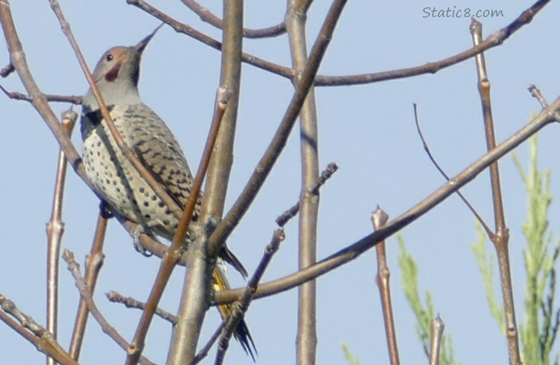 Nothern Flicker standing in twigs
