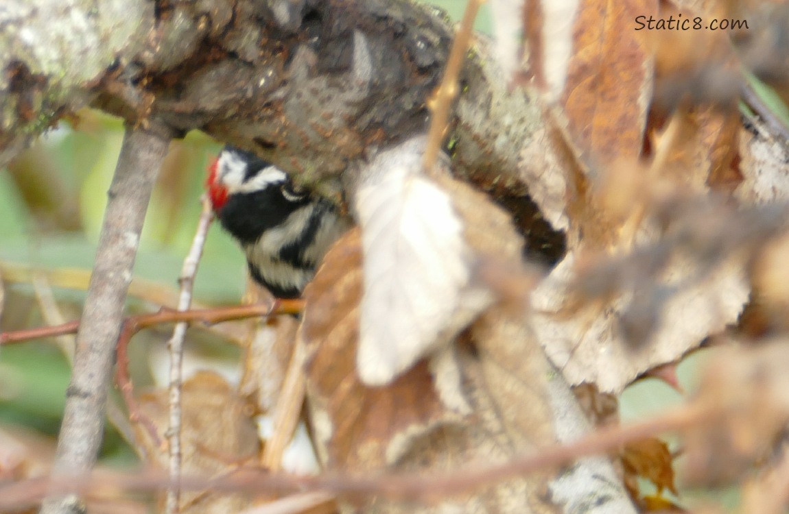 Downy Woodpecker peeking from behind a branch