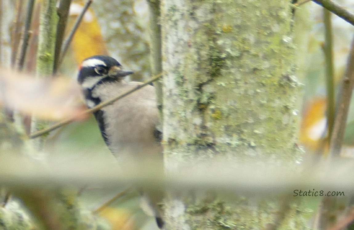 Downy Woodpecker on the side of a branch