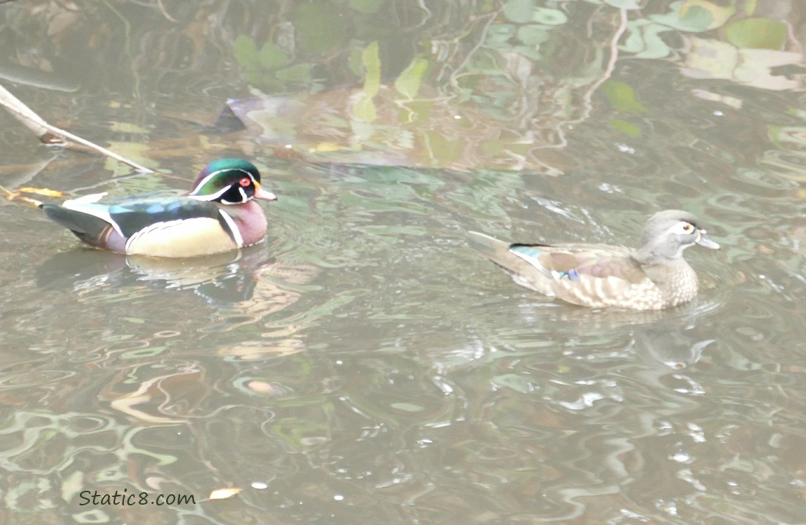a pair of Wood Ducks paddling on the water