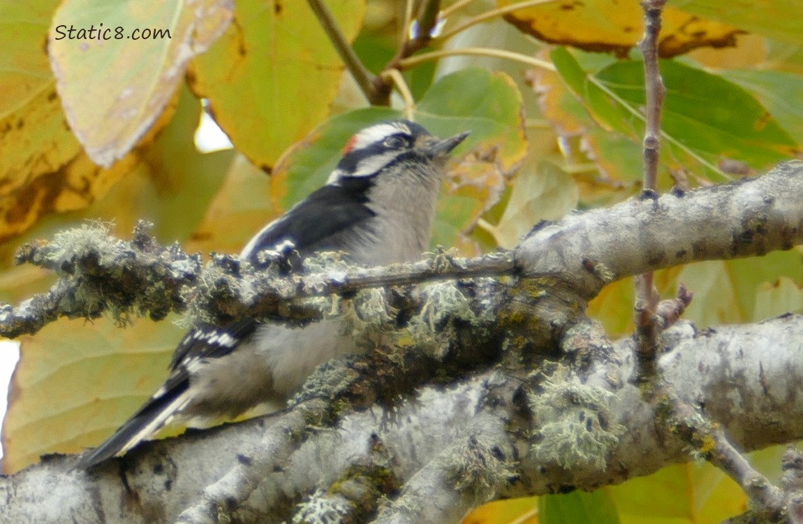 Downy Woodpecker standing on a mossy branch