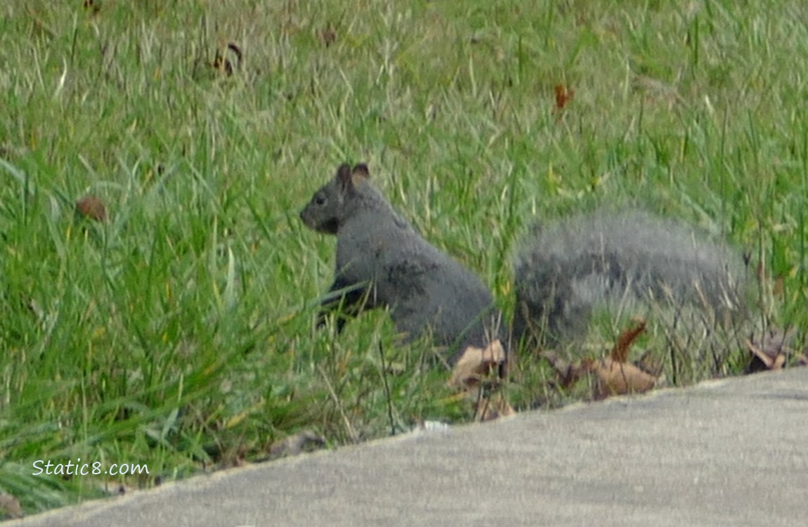 Western Grey Squirrel standing in the grass