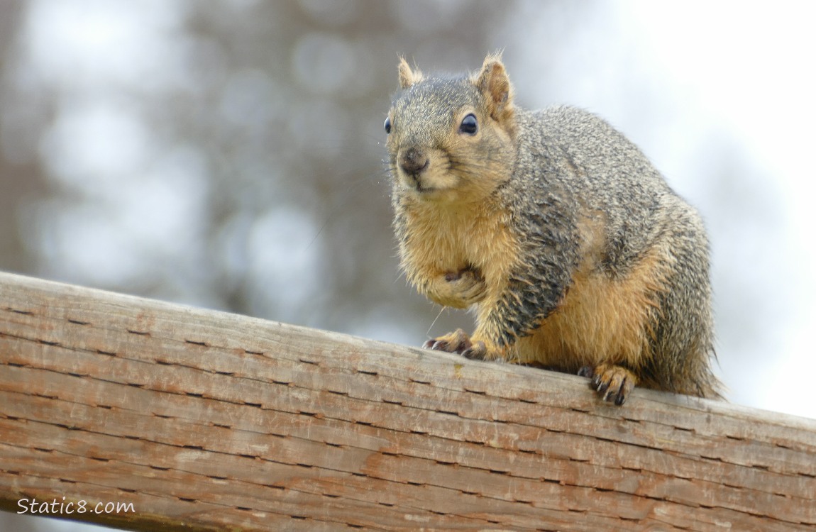 Squirrel standing on a wood fence