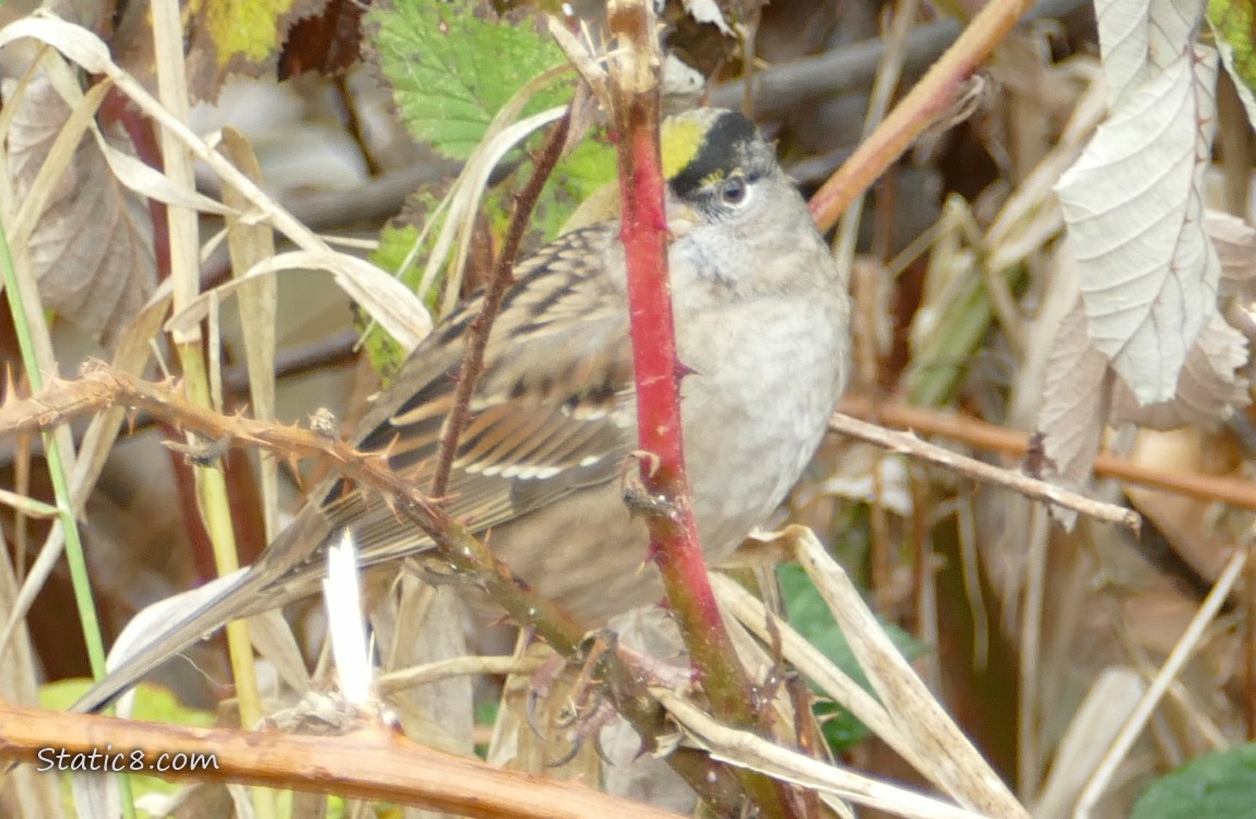 Golden Crown Sparrow standing on a twig