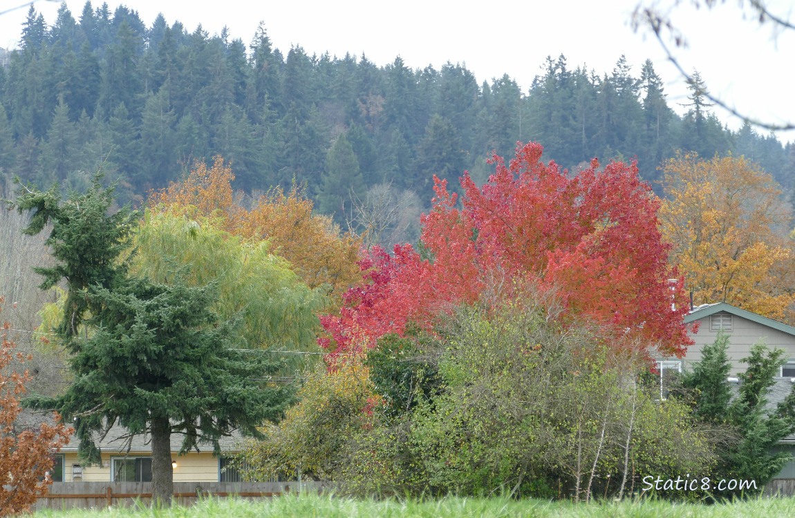 Autumn trees with fir trees behind them