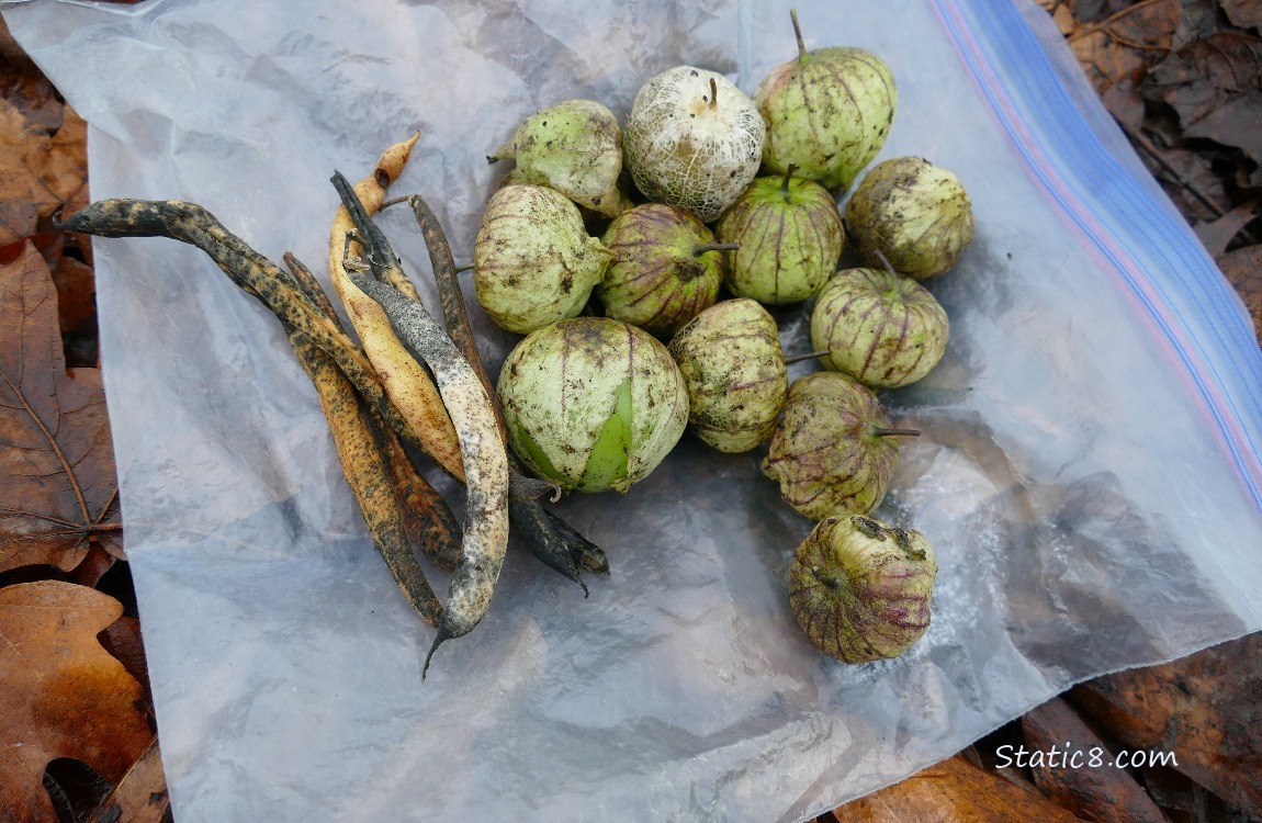 Harvested beans and Tomatillos