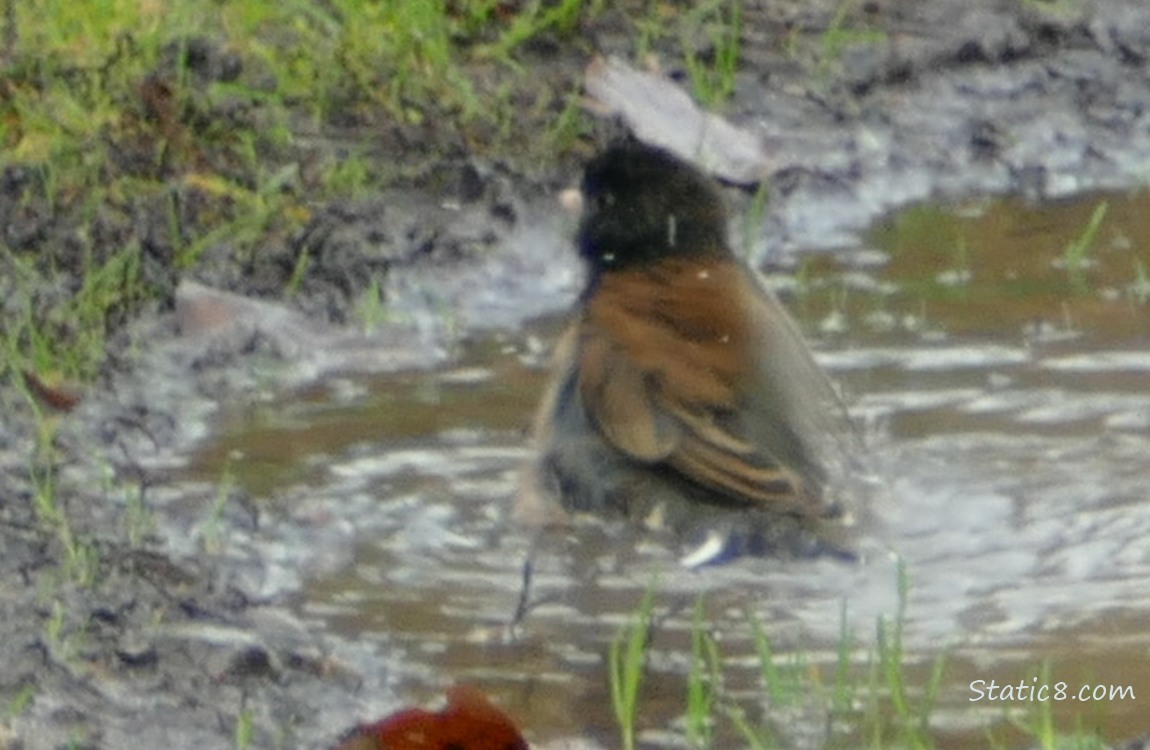 Junco splashing in a puddle