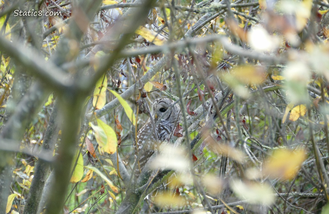 Barred Owl sitting in a tree