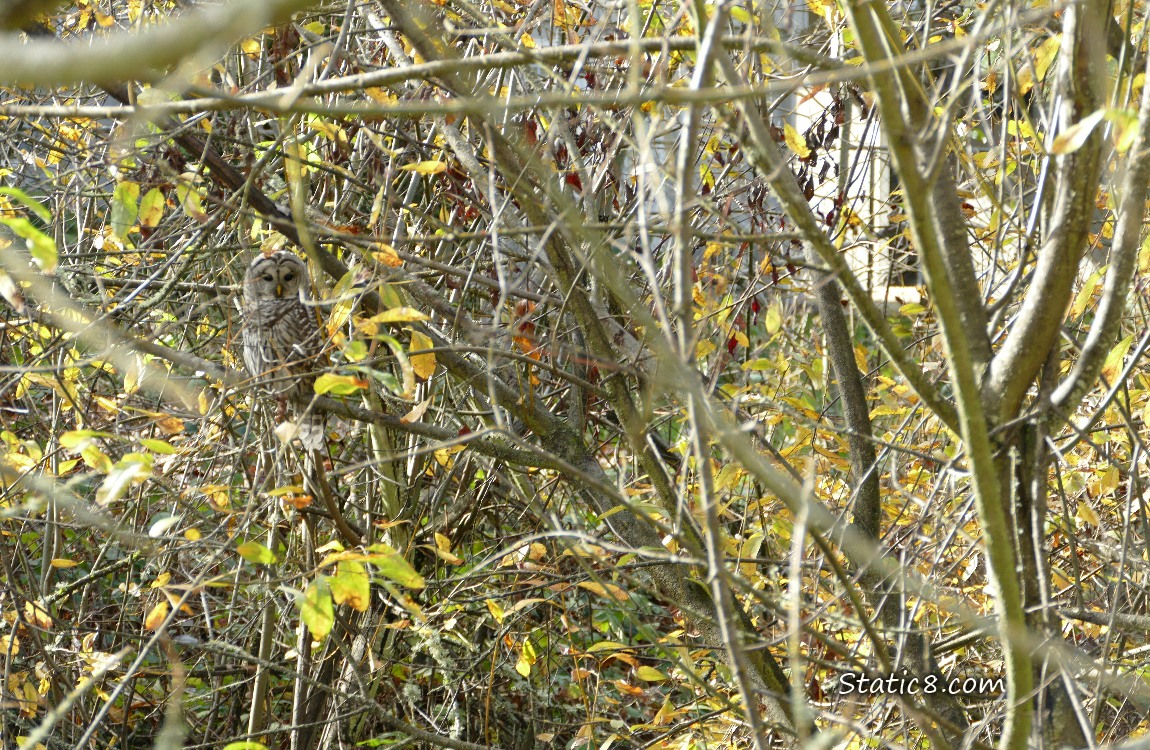 Barred Owl sitting in a tree