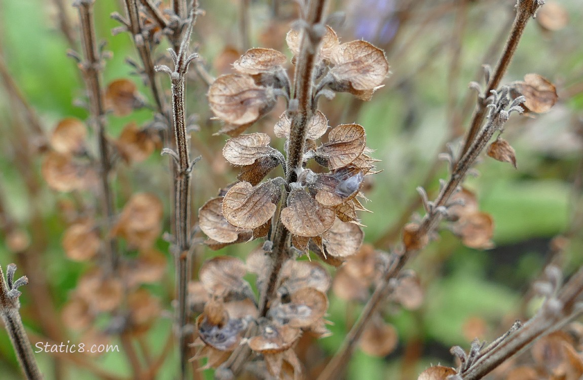 Close up of a Basil plant with seed heads
