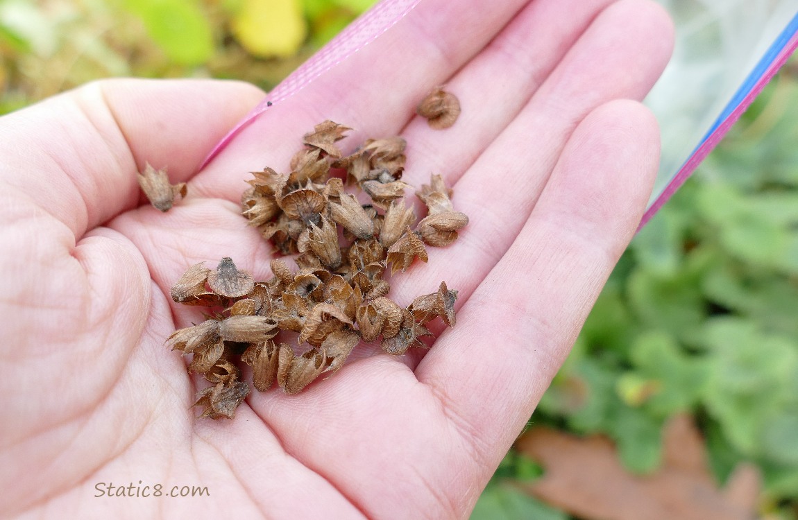 Hand holding Basil chaff with some seeds