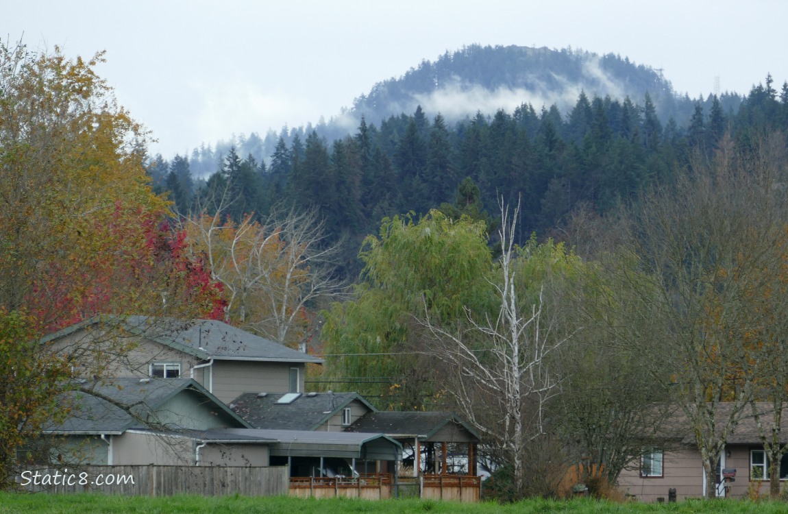 Autumn trees and fir trees on the hill in the background