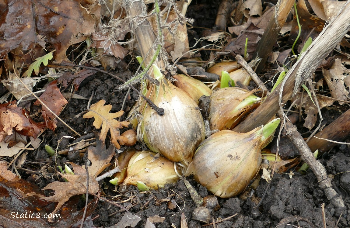 Garlic bulbs growing from under dead leaves