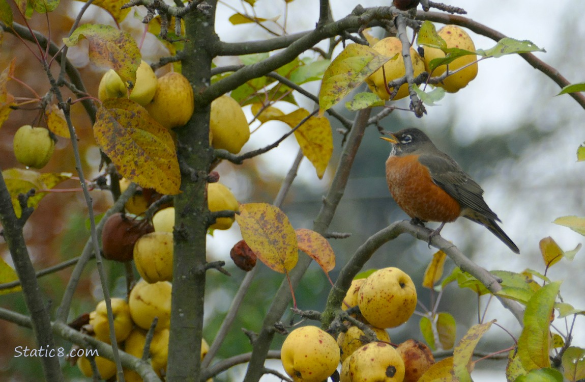 American Robin standing in an apple tree