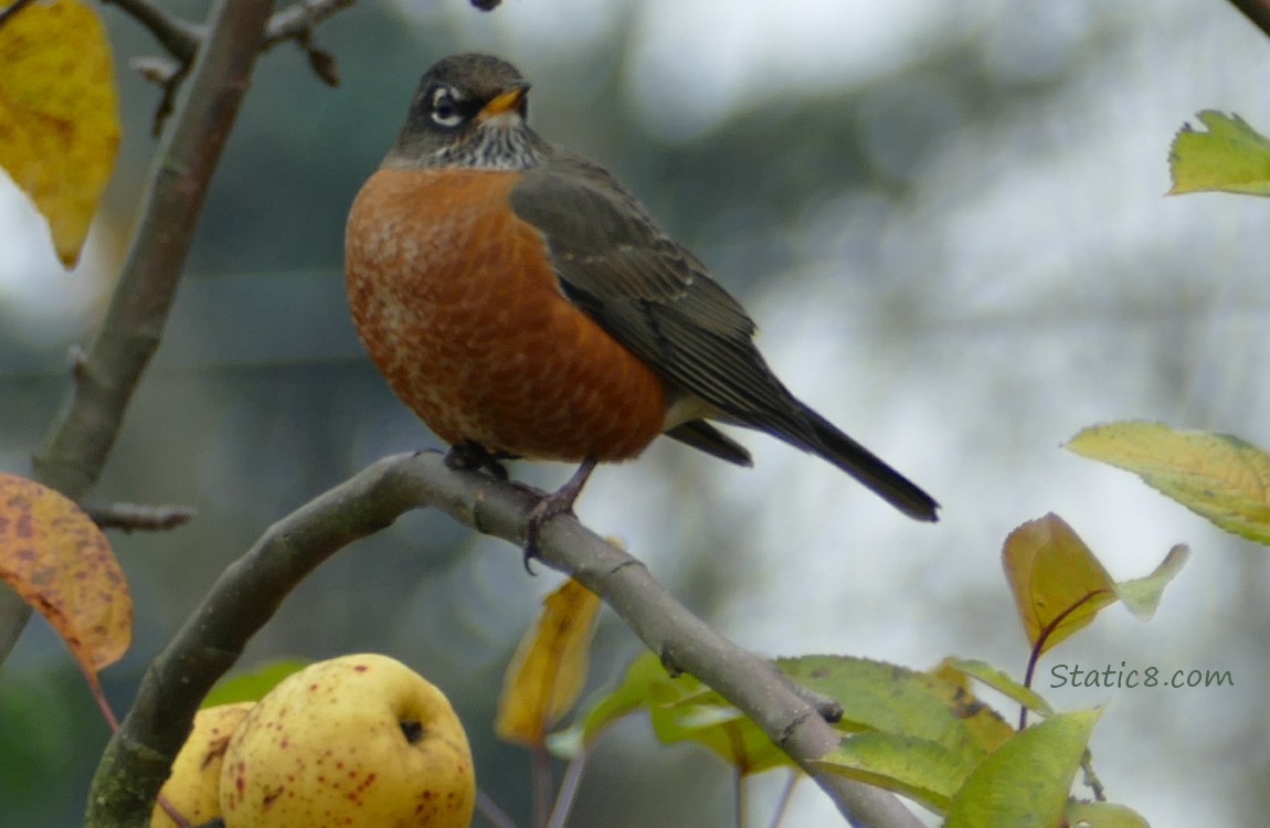 American Robin standing in an apple tree