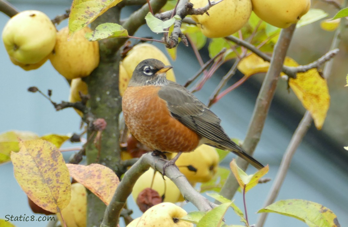 American Robin standing in an apple tree