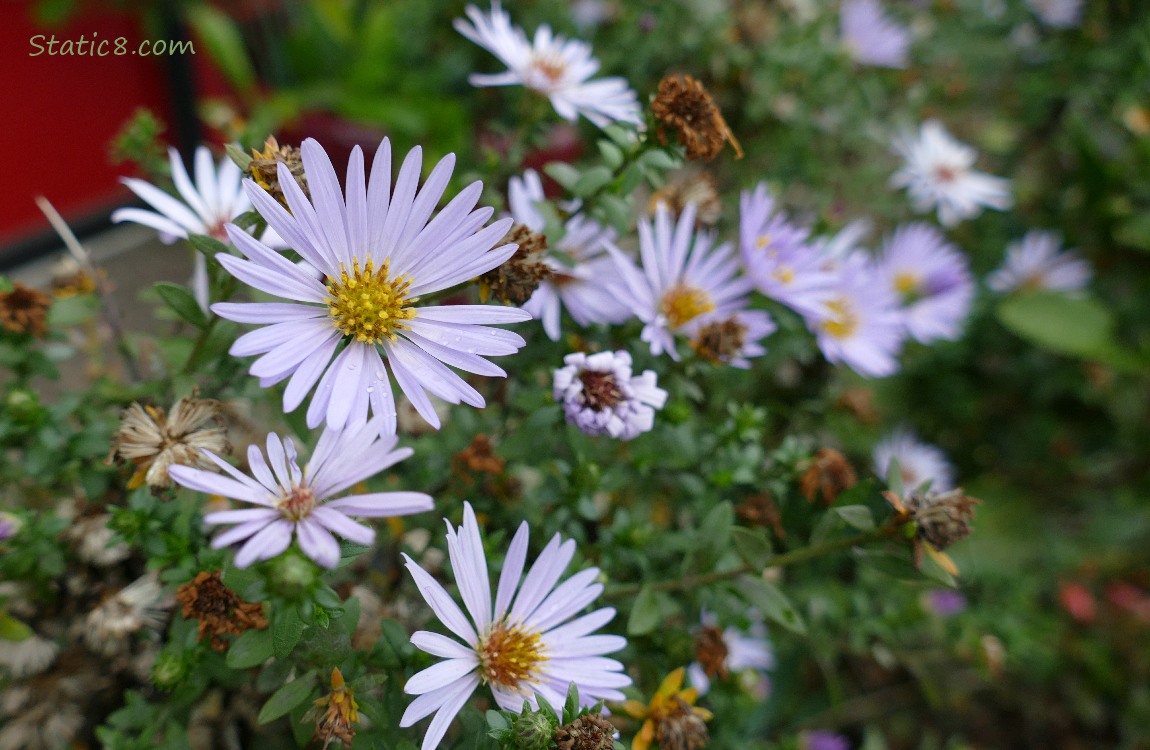 Aster blooms