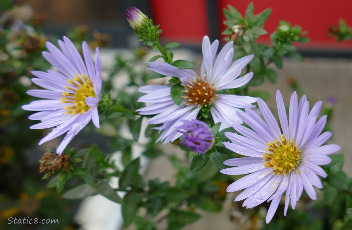 Aster blooms