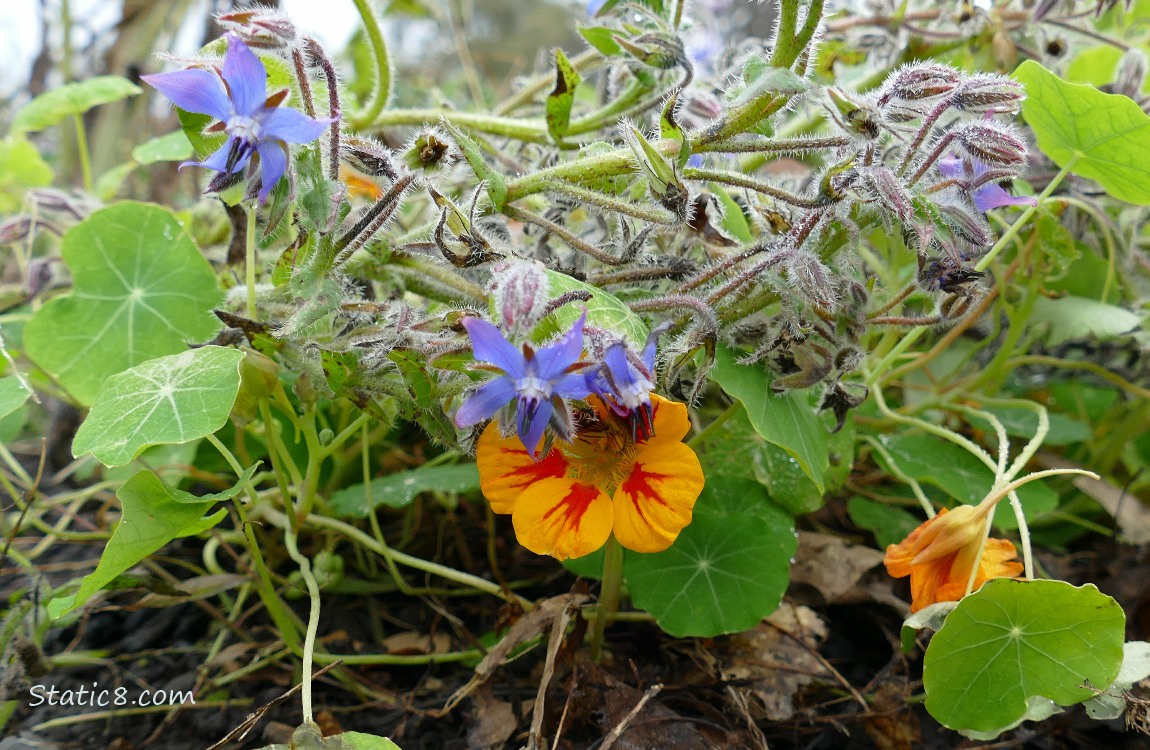 Borage and Nasturtium plants and blooms