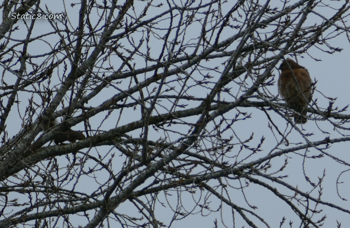 Silhouette of a squirrel and a hawk in a winter bare tree