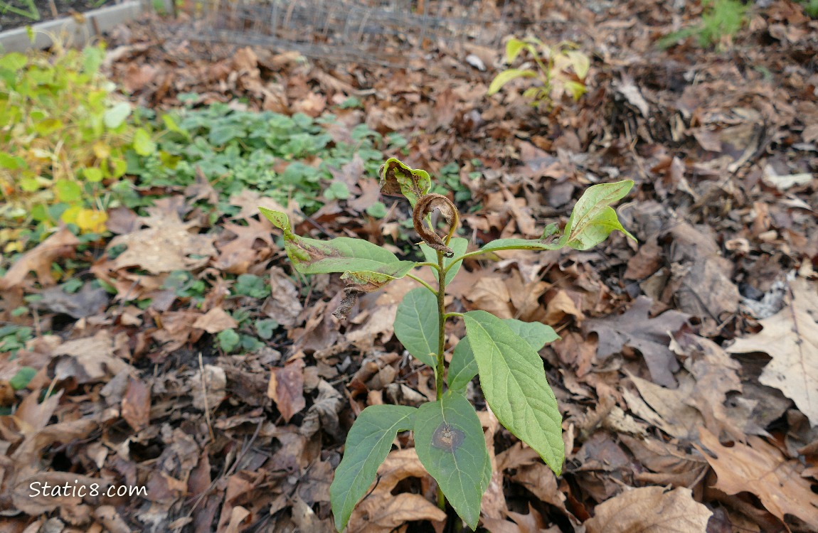 Avocado tree growing in a mulched garden