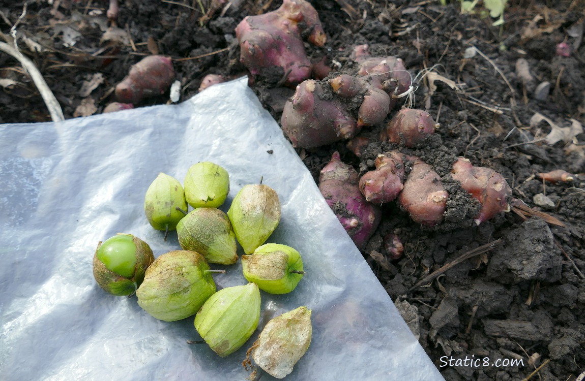 harvested Tomatillos