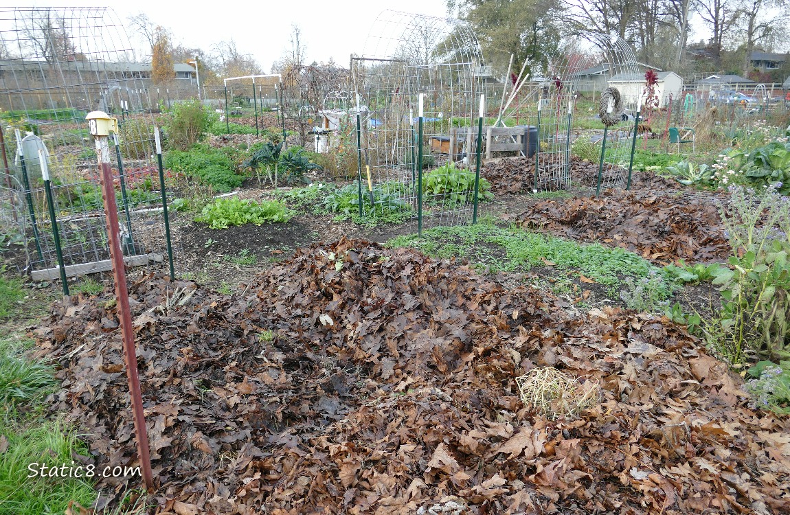 Garden plot