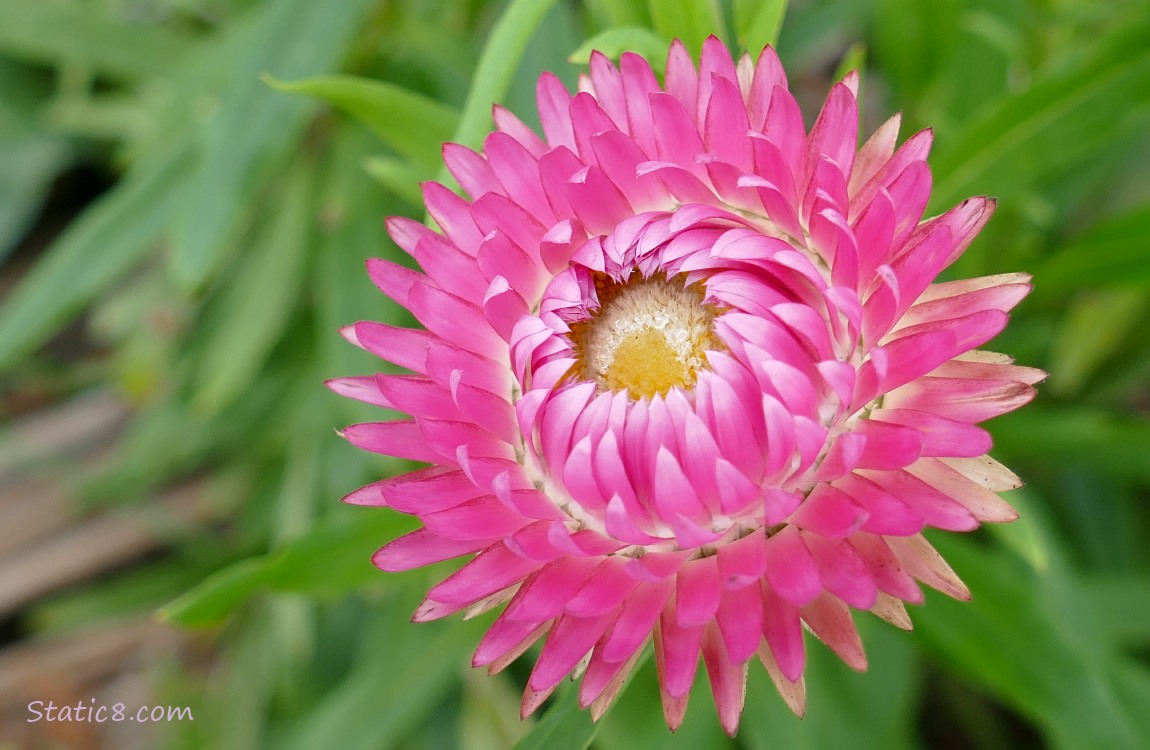 Pink Strawflower bloom