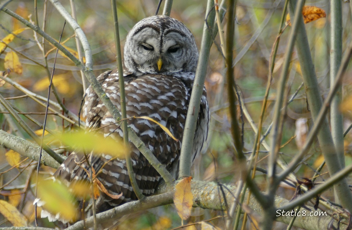 Barred Owl sitting in a tree