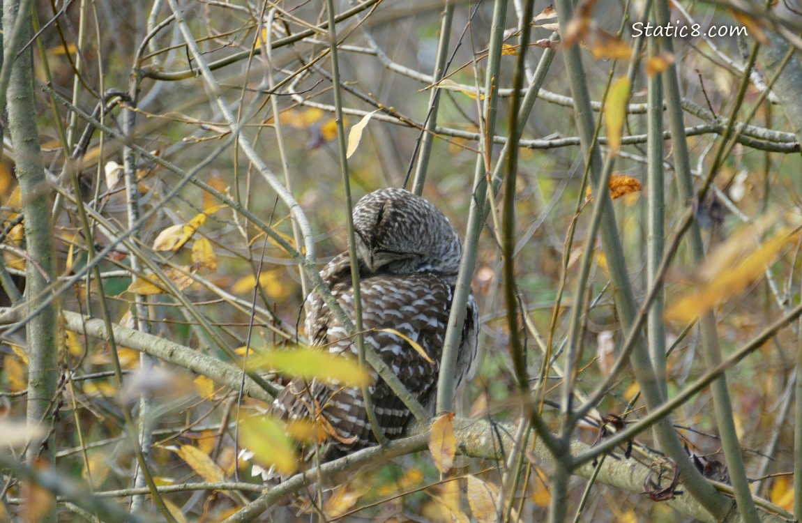 Barred Owl sitting in a tree