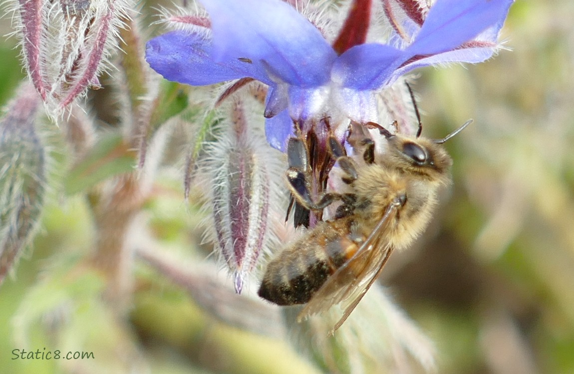 Honey Bee hanging from a blue Borage bloom