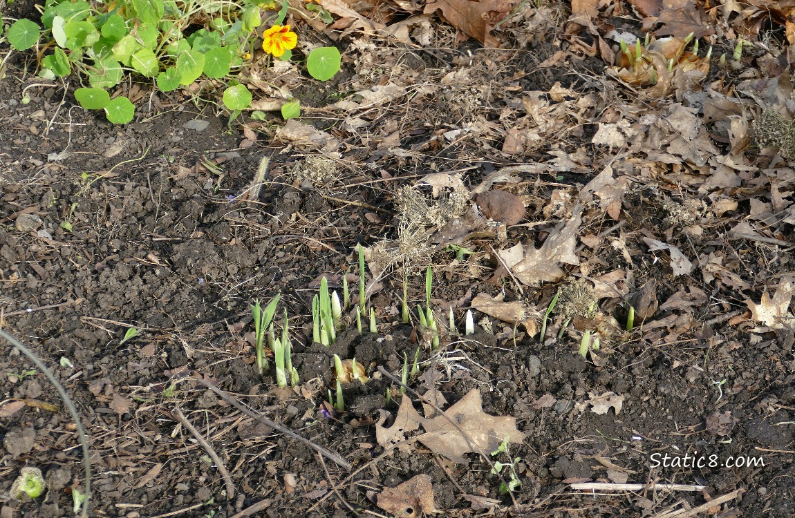 Garlics growin in the dirt